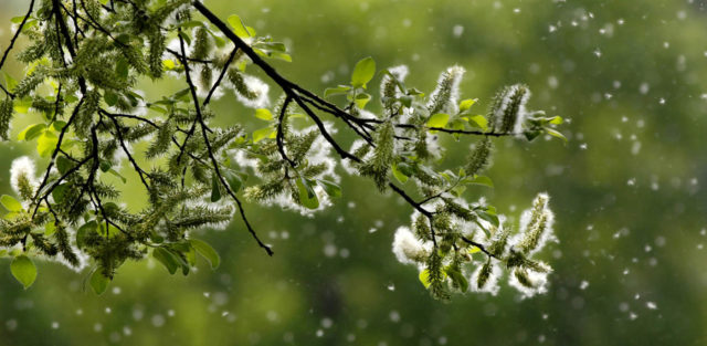 Environmental Allergies – Nature Medicine Clinic